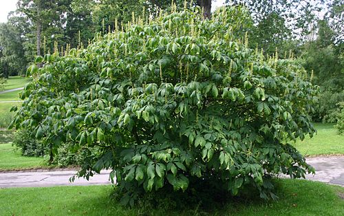 Aesculus parviflora